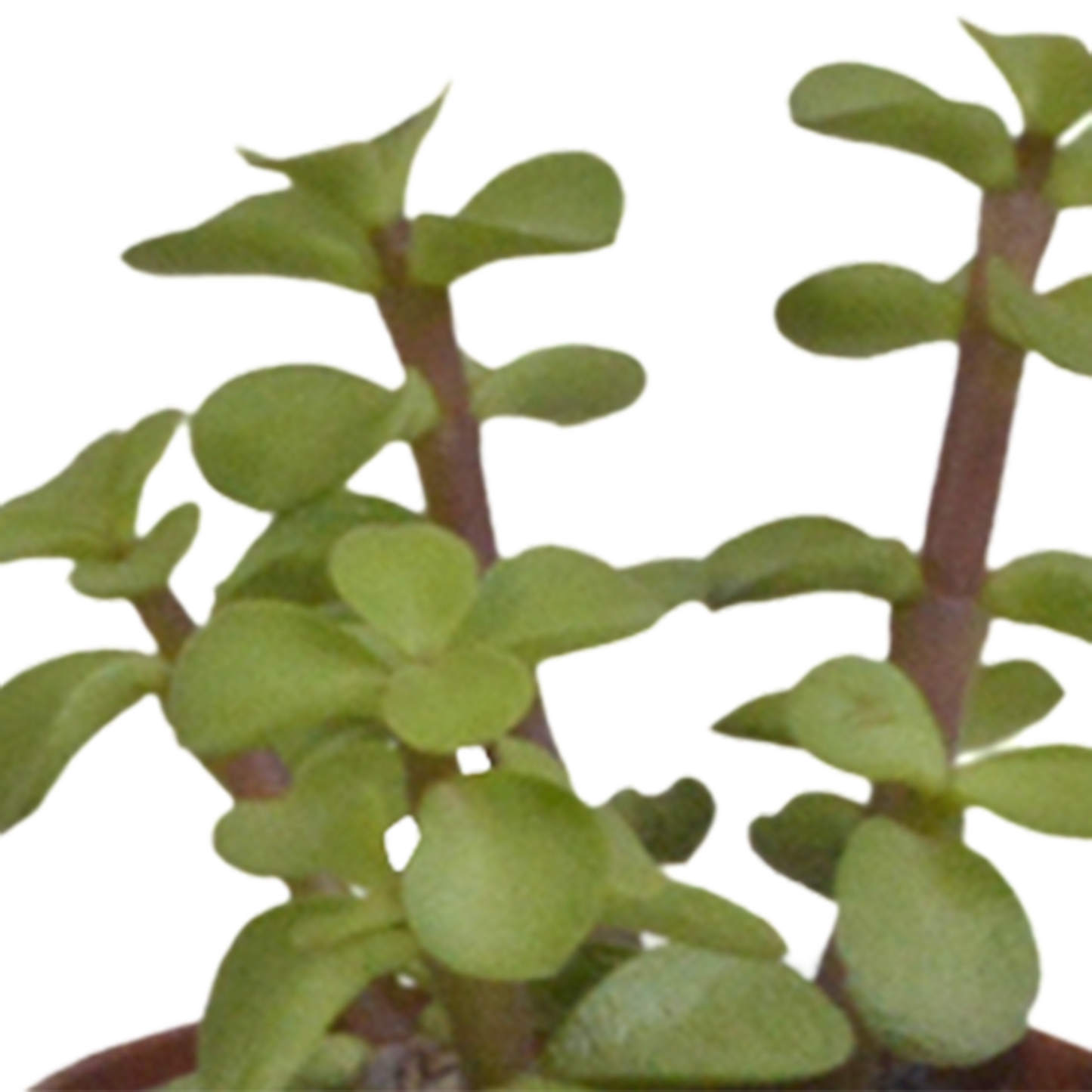 Vetplanten-Sukkulenten-Mischung im weißen Topf 5x 5,5 cm