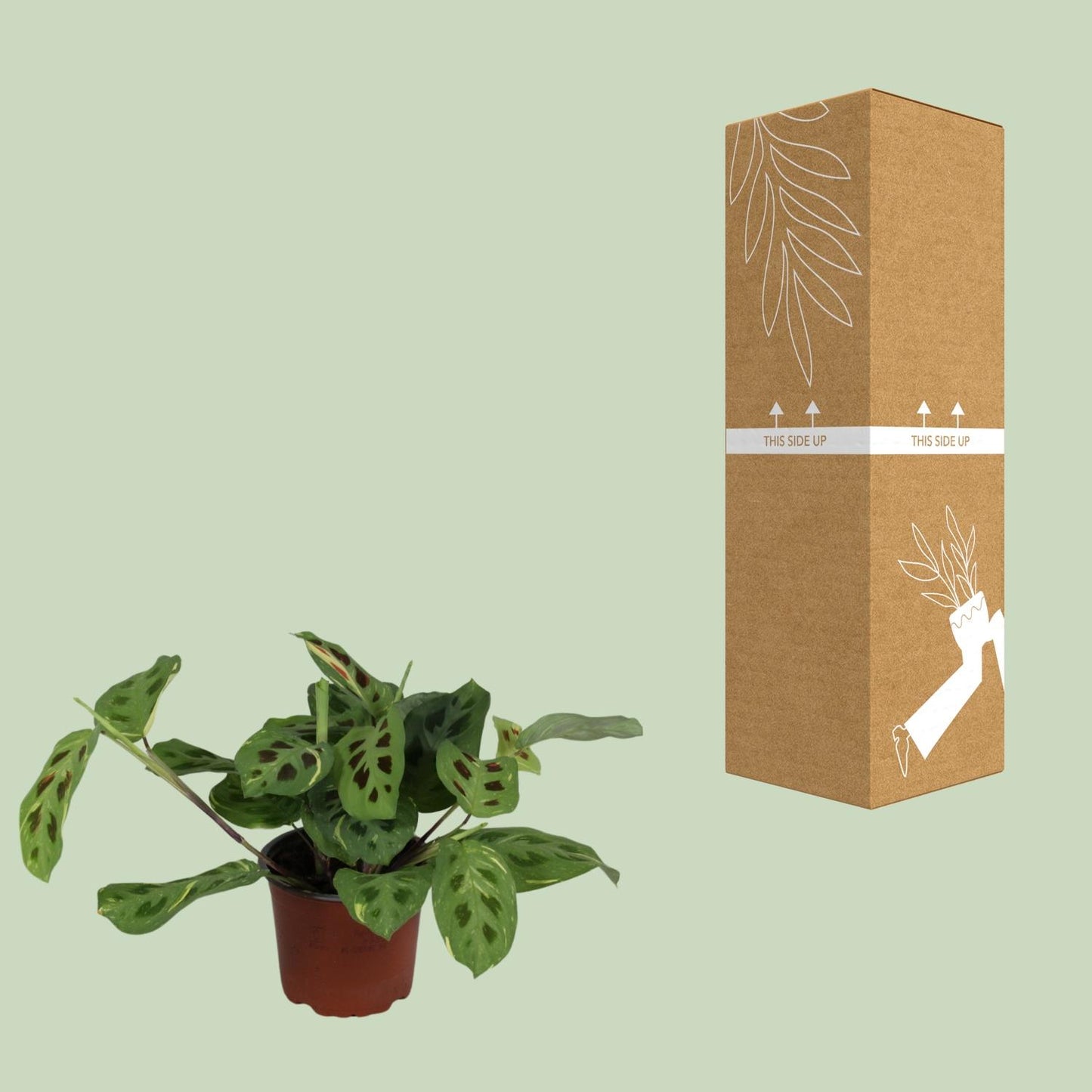 Maranta Leuconeura Fascinator Variegata – Pflegeleichte Zimmerpflanze Ø12cm