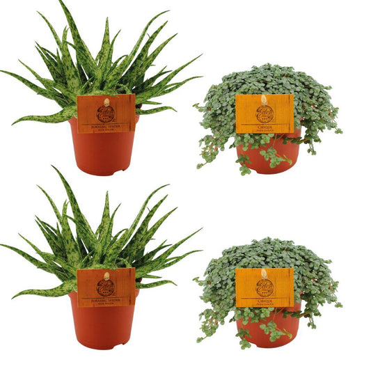 4er-Set Aloe Spider & Pilea Glauca – Pflegeleichte Zimmerpflanzen Ø10,5 cm