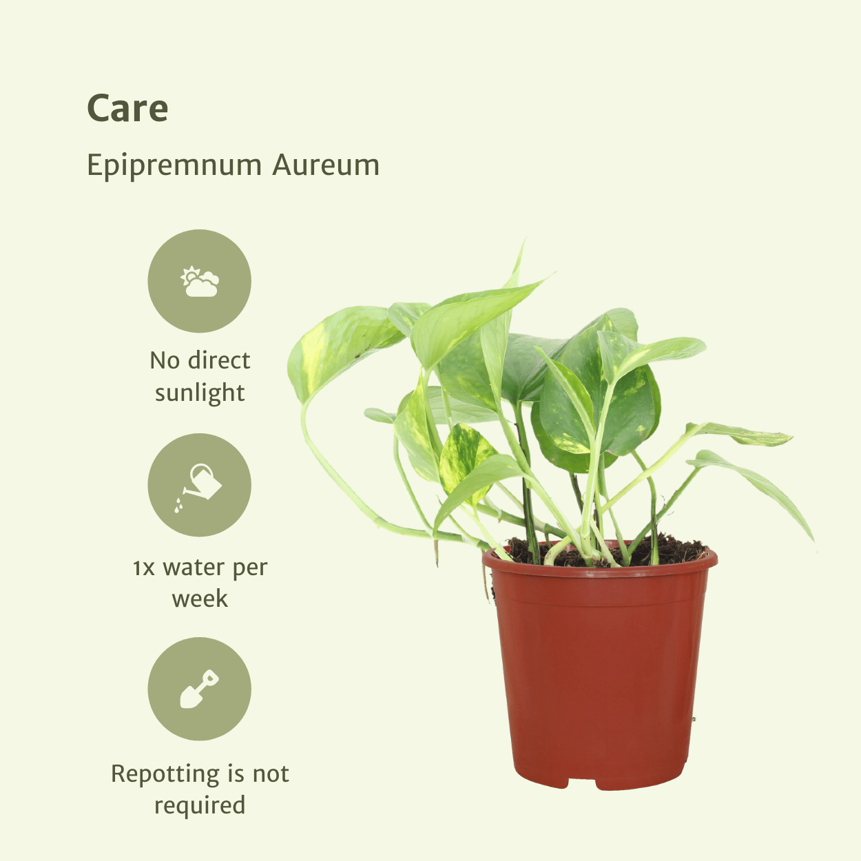 Epipremnum Aureum (Scindapsus) – 4er Set, Ø12cm, ca. 20cm Höhe