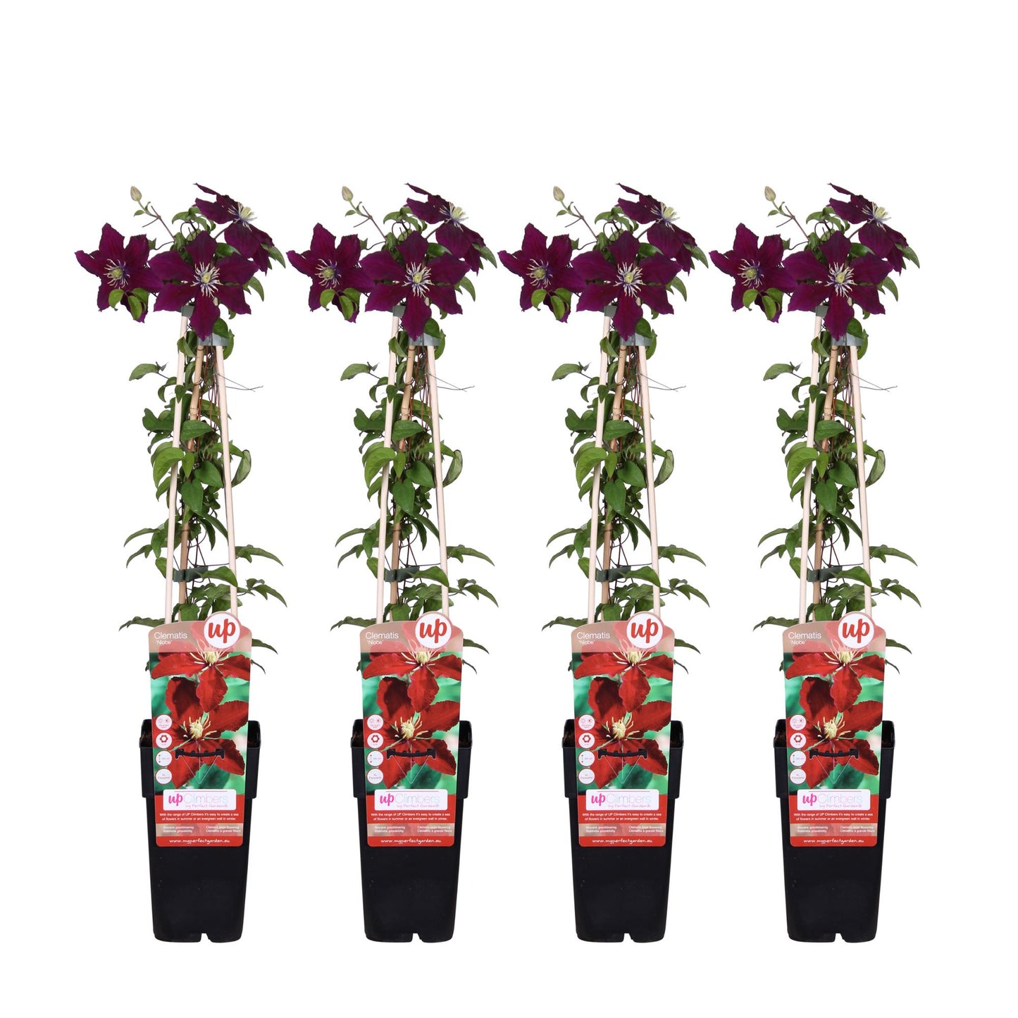 4x Clematis Niobe – Robuste, rote Kletterpflanze