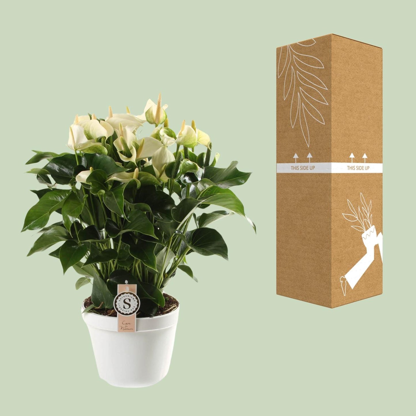 Anthurium White Champion – Tropische, pflegeleichte Zimmerpflanze Ø21cm