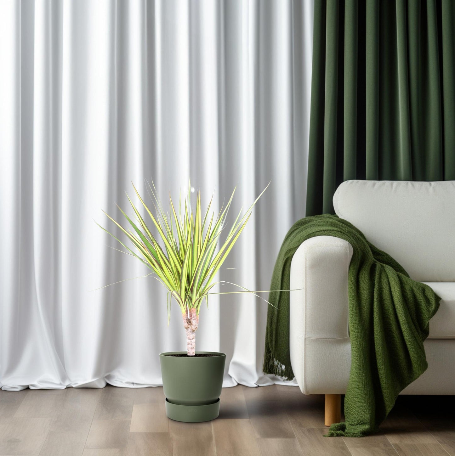 Dracaena Sunray – Pflegeleichter Drachenbaum Ø12cm