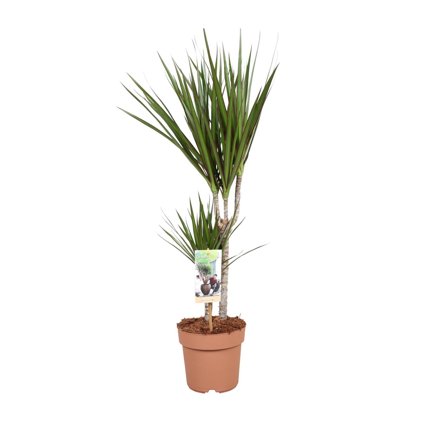 Dracaena Marginata – Pflegeleichter Drachenbaum Ø17cm