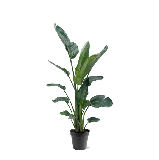 Strelitzia Nicolai XXL – Weißer Paradiesvogel 190-225 cm