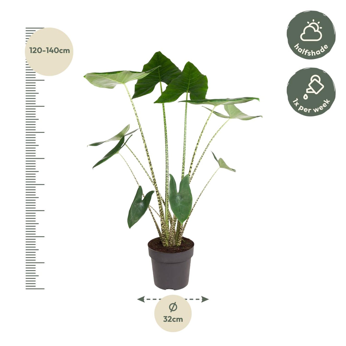 Alocasia Zebrina – Exotische Zimmerpflanze 130 cm