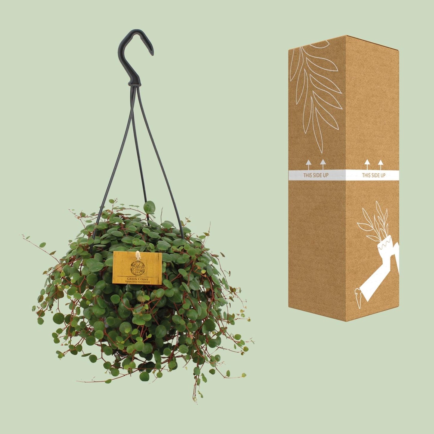 Peperomia Pepperspot – Pflegeleichte Zimmerpflanze Ø15cm