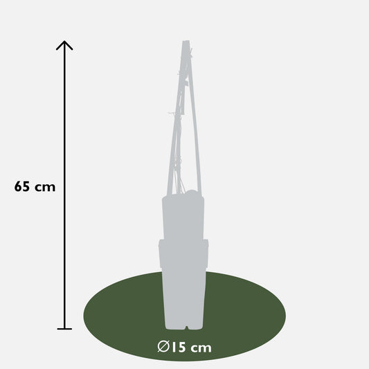 3x Clematis Hagley Hybrid – Blühende Kletterpflanze Ø15cm