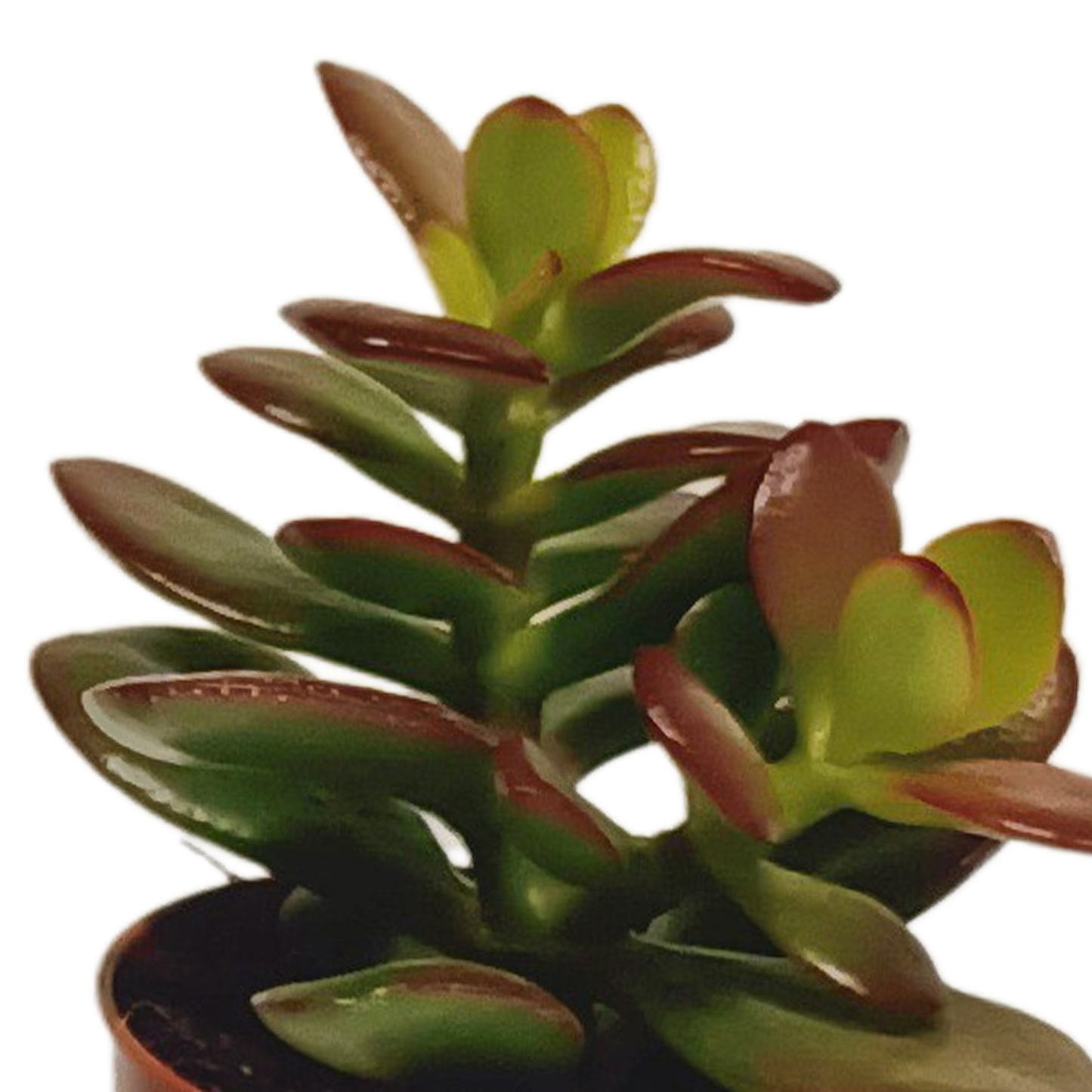 Vetplanten-Mischung 5,5 cm – 10er Set ohne Topf