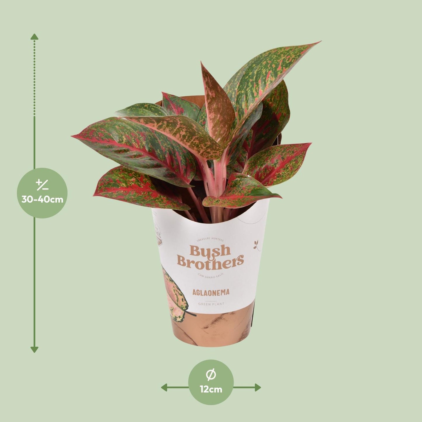 Aglaonema Dark Star – Pflegeleichte Trendpflanze Ø12cm