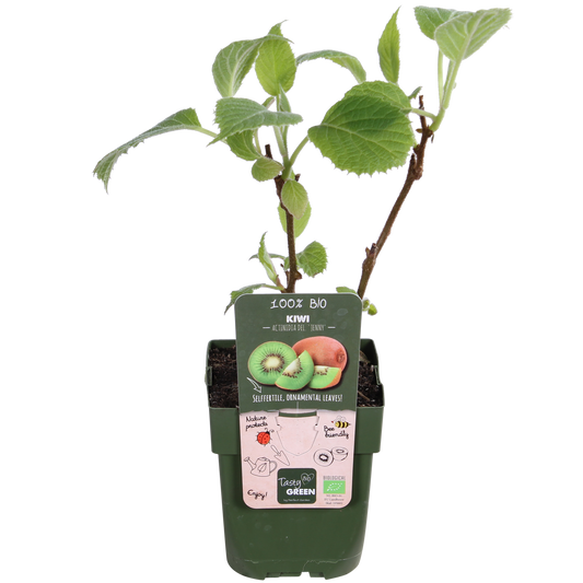 3x Actinidia deliciosa 'Jenny' – Selbstfruchtende Kiwi Ø13cm, 45cm hoch