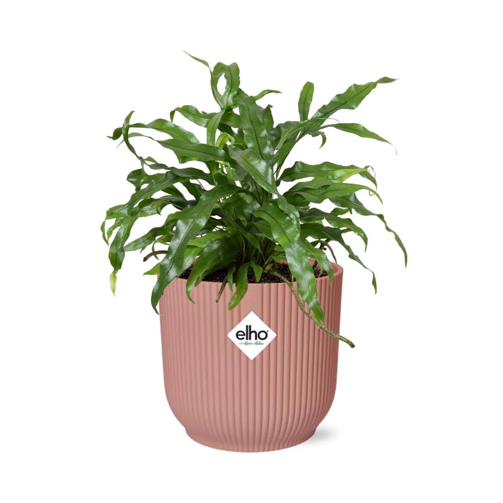 Microsorum Diversifolium – Kängurufarn in ELHO Vibes Fold 14cm rosa