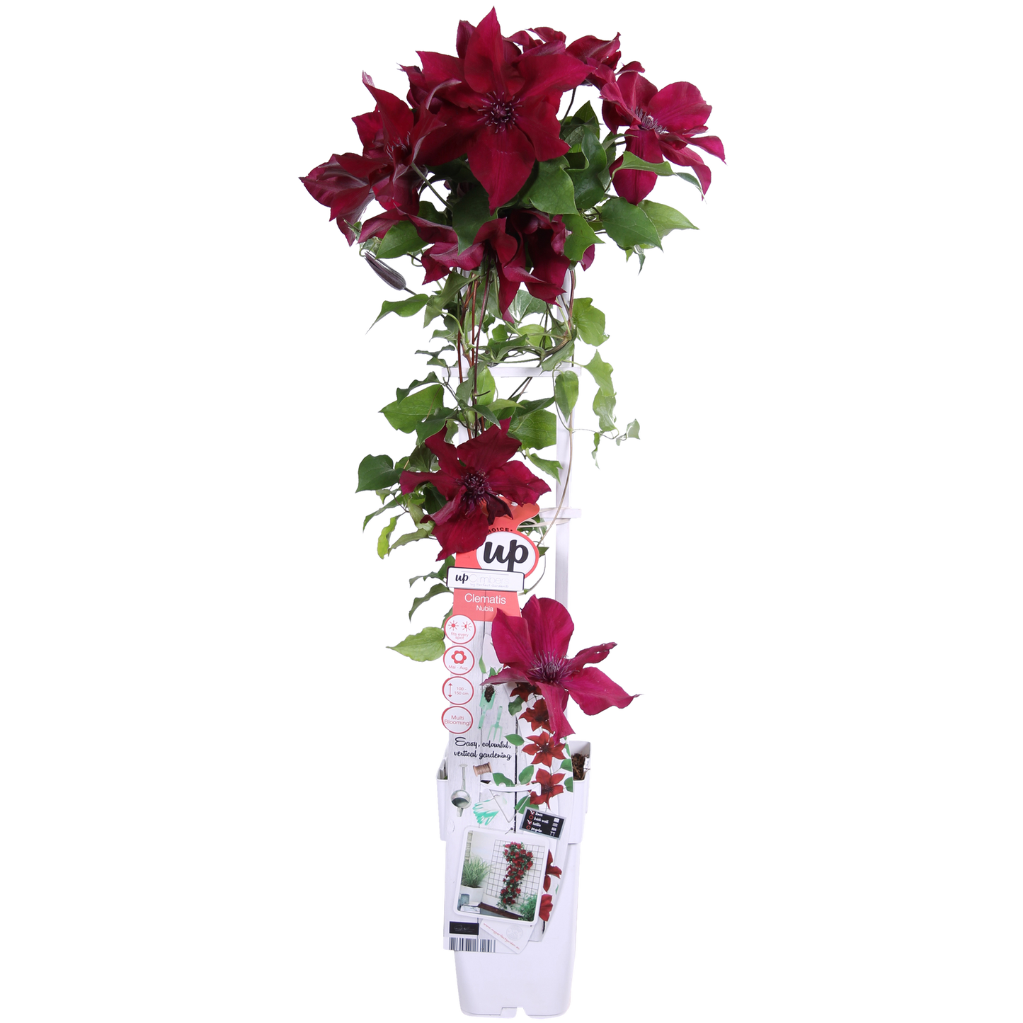 Clematis Nubia – Rote Kletterpflanze für Balkon & Garten