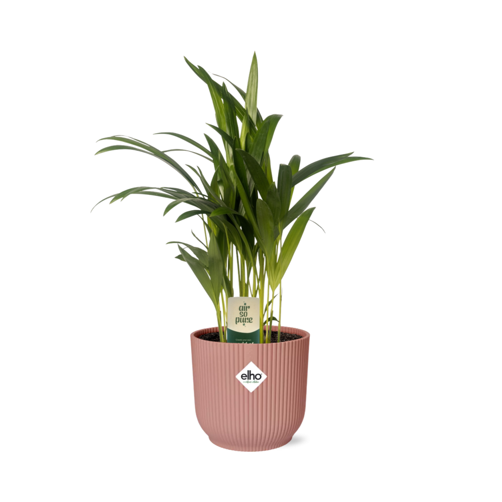 Dypsis Lutescens Bambuspalme 12cm in ELHO Vibes Fold 14cm rosa