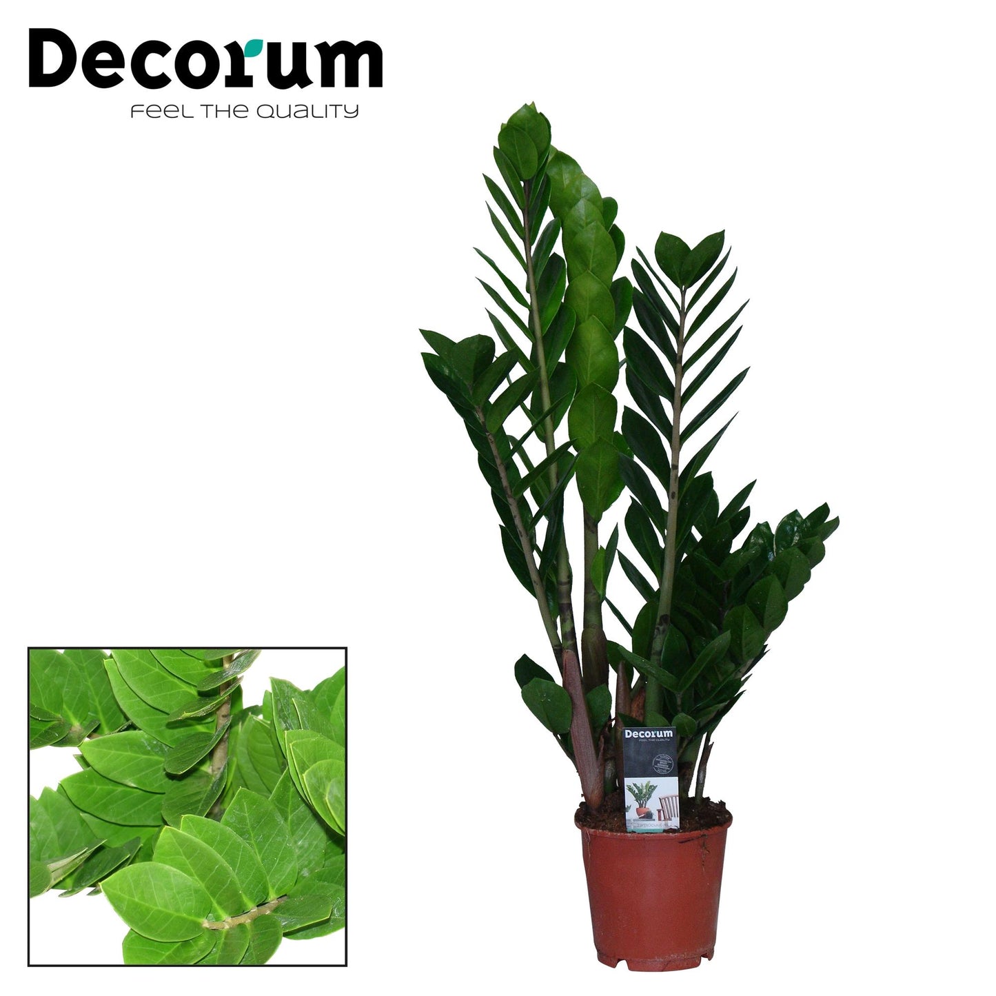 Zamioculcas Zamiifolia – Pflegeleichte Zimmerpflanze Ø14cm