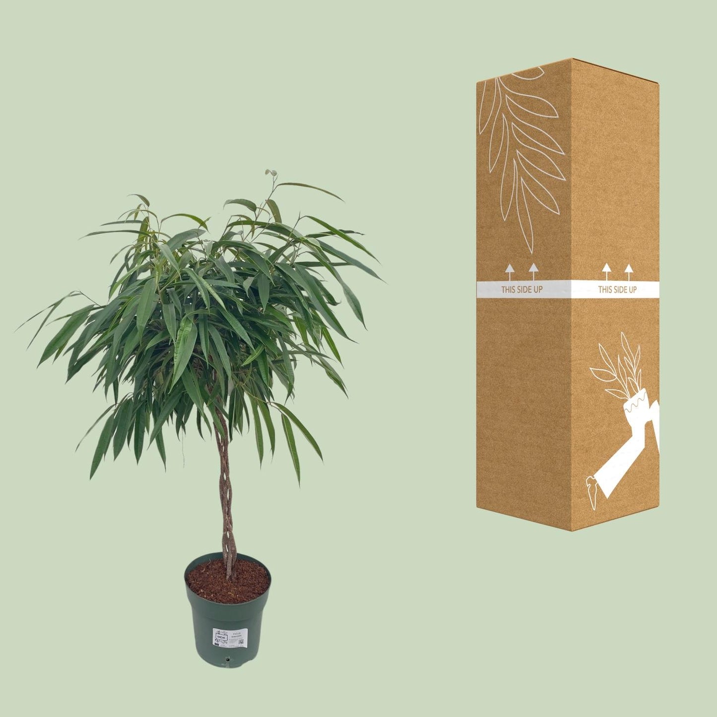 Bonsai-Feige 'Alii' geflochten – pflegeleichte Zimmerpflanze 110 cm