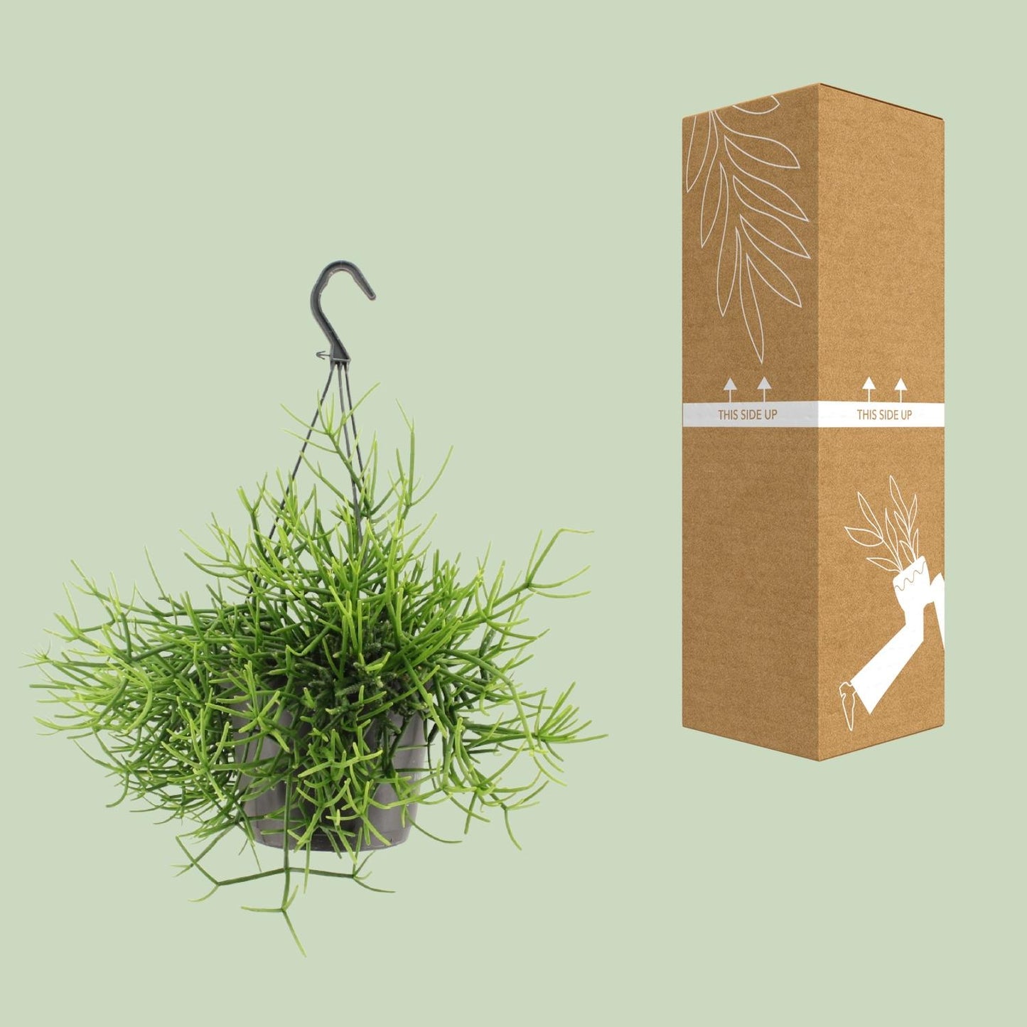 Rhipsalis Heteroclada – Pflegeleichte tropische Zimmerpflanze Ø17cm