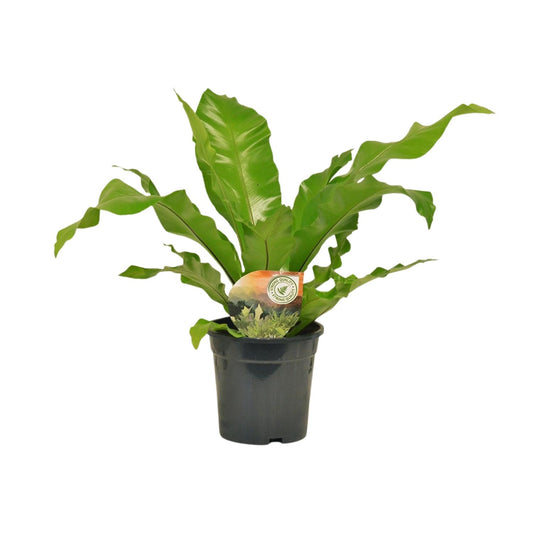 Asplenium Nidus - Pflegeleichter Nestfarn Ø17cm, 60cm Höhe