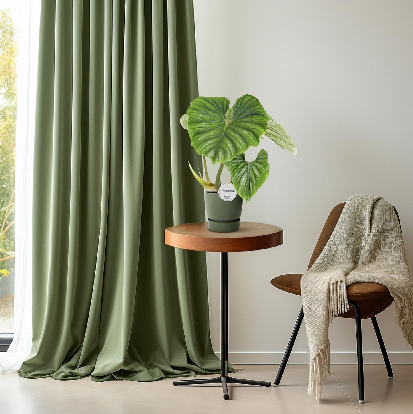 Philodendron Plowmanii – Pflegeleichte Tropenpflanze Ø15cm