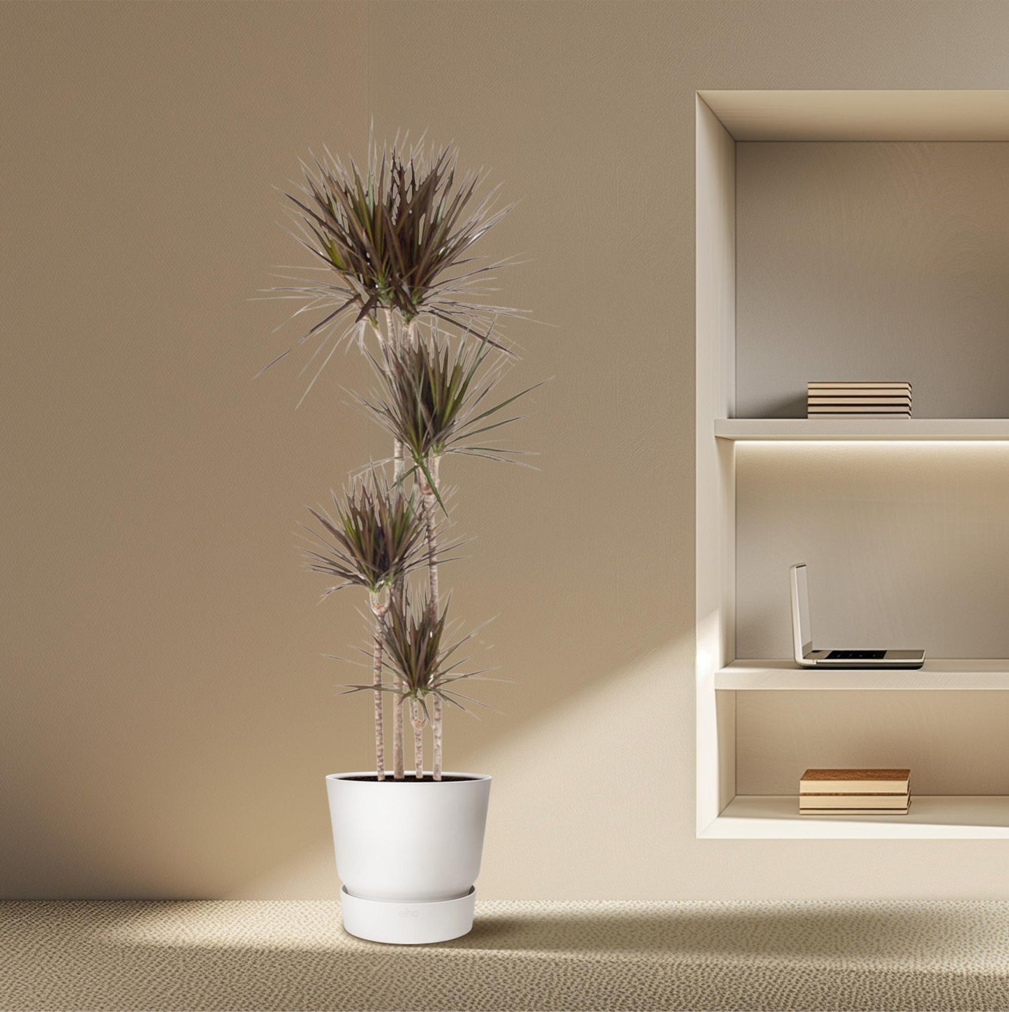 Dracaena Magenta – Tropische Zimmerpflanze 180 cm