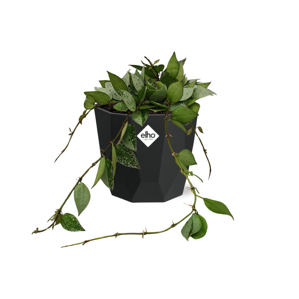 Hoya Krohniana Eskimo – pflegeleichte Wachsblume 14 cm