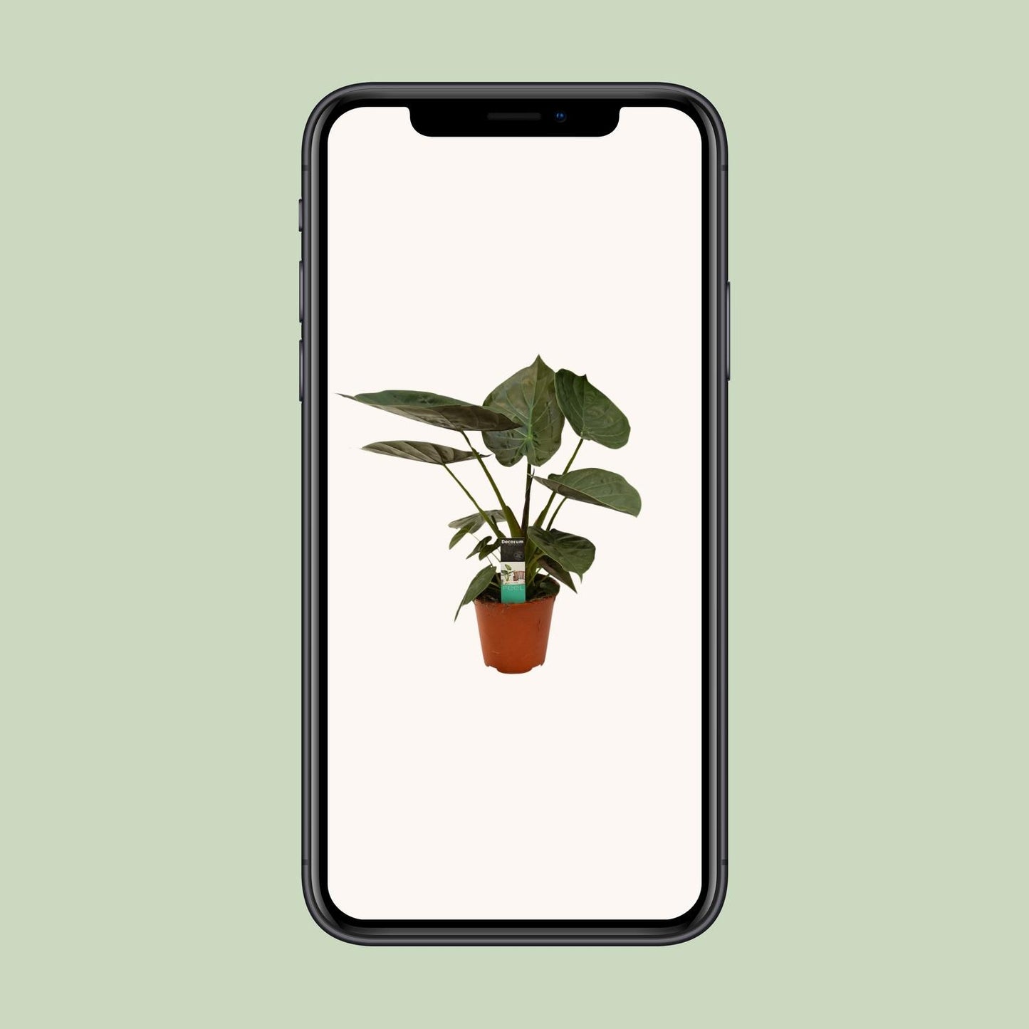 Alocasia Wentii – Exotische Zimmerpflanze Ø19cm, 75cm hoch