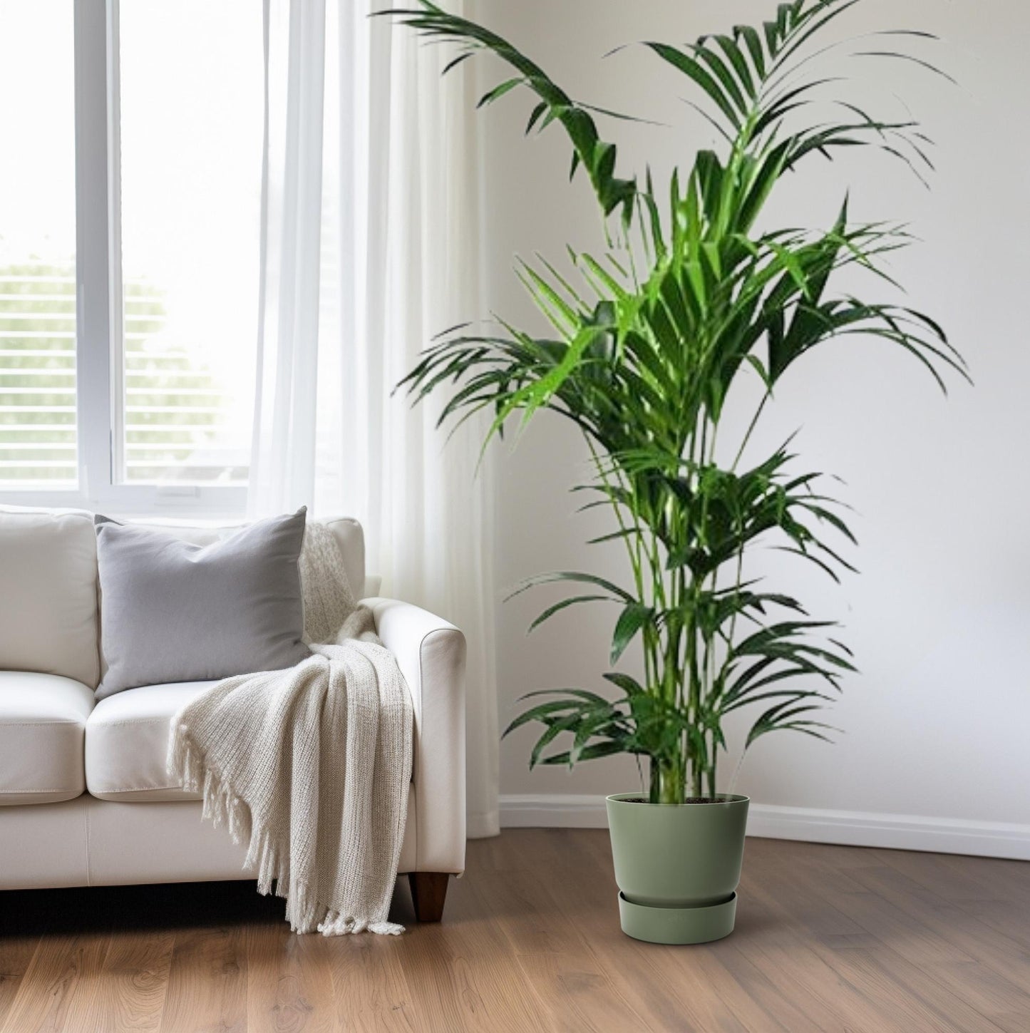 Howea Kentia-Palme Ø24cm, ca. 180cm hoch – pflegeleicht & luftreinigend