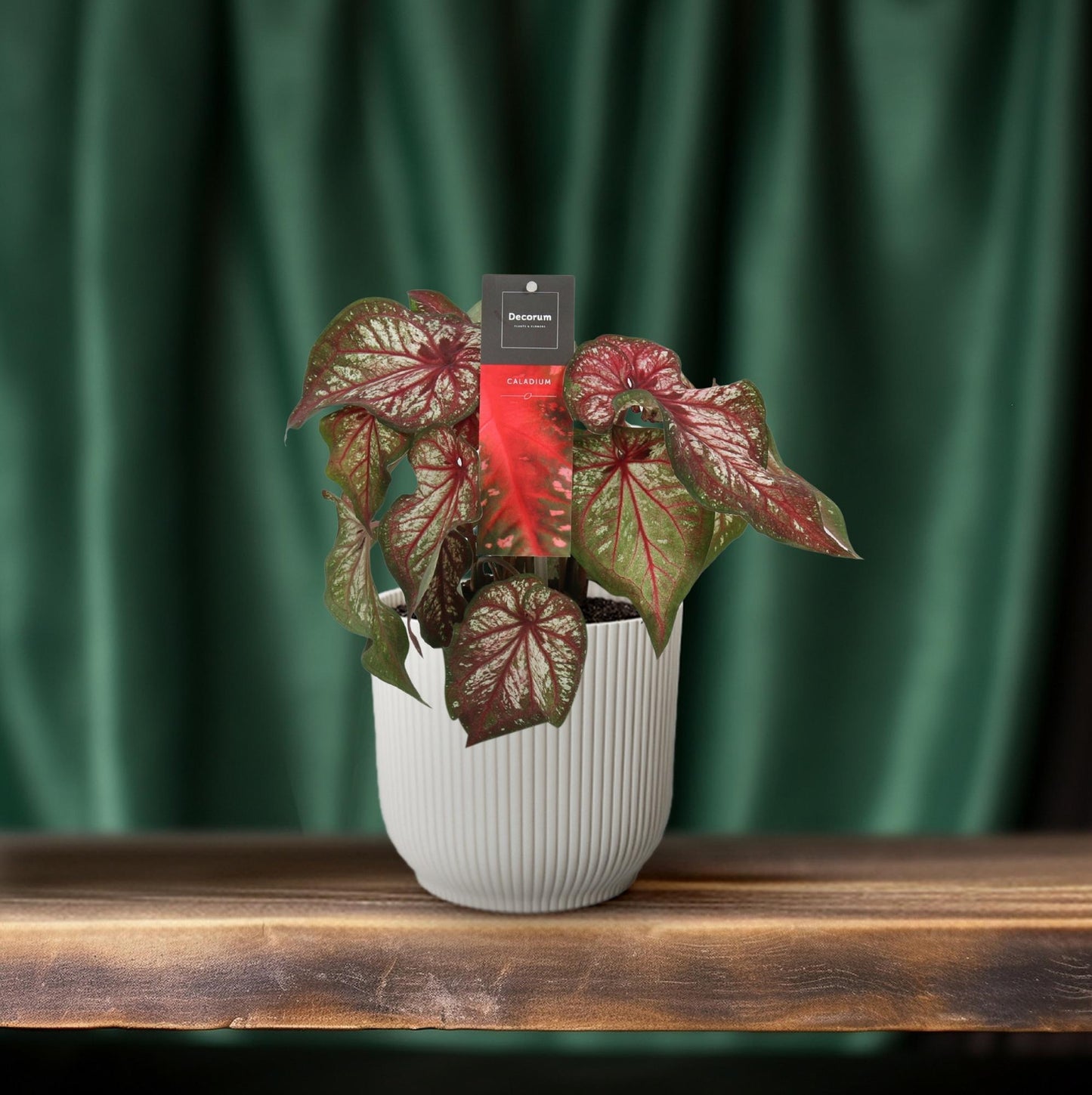 Caladium Bicolor – Engel Wings Zimmerpflanze Ø12cm