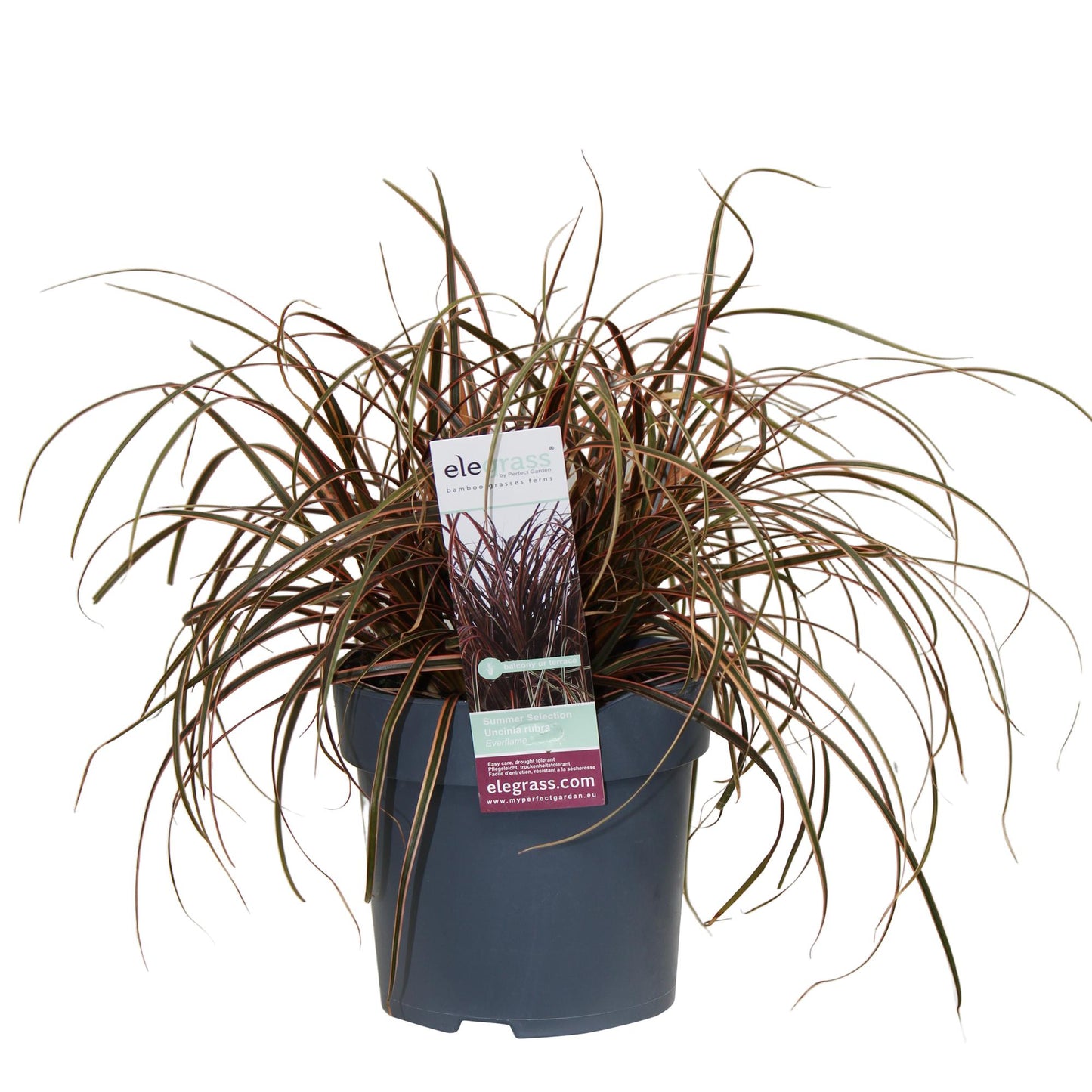 Uncinia rubra Everflame – Rotes Ziergras Ø19cm