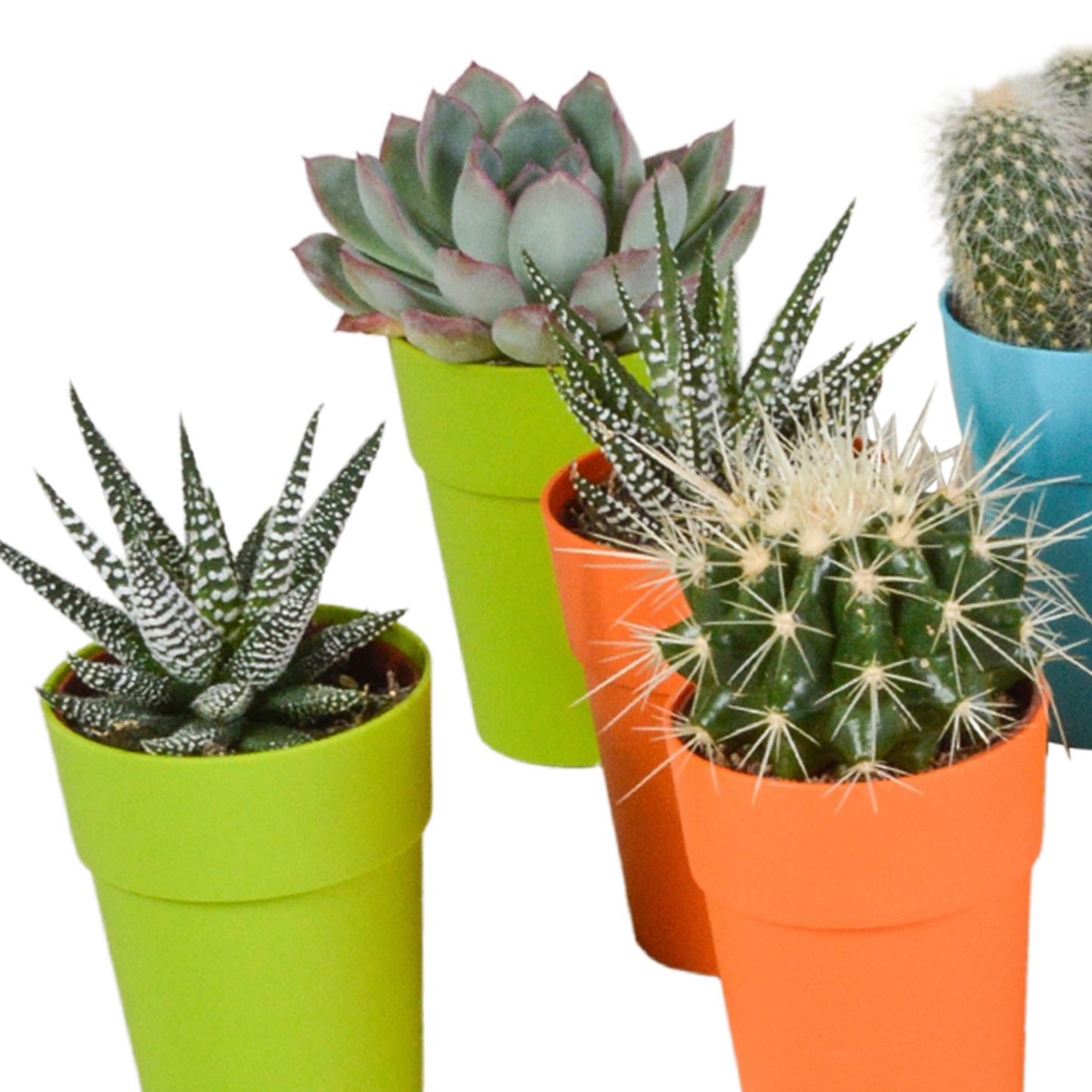 Bunte Kakteen- und Sukkulenten-Mischung 15er Set 5,5 cm