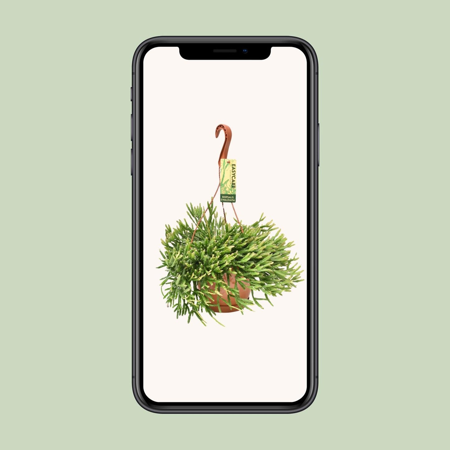 Rhipsalis Ewaldiana – Pflegeleichte Hängepflanze Ø17 cm