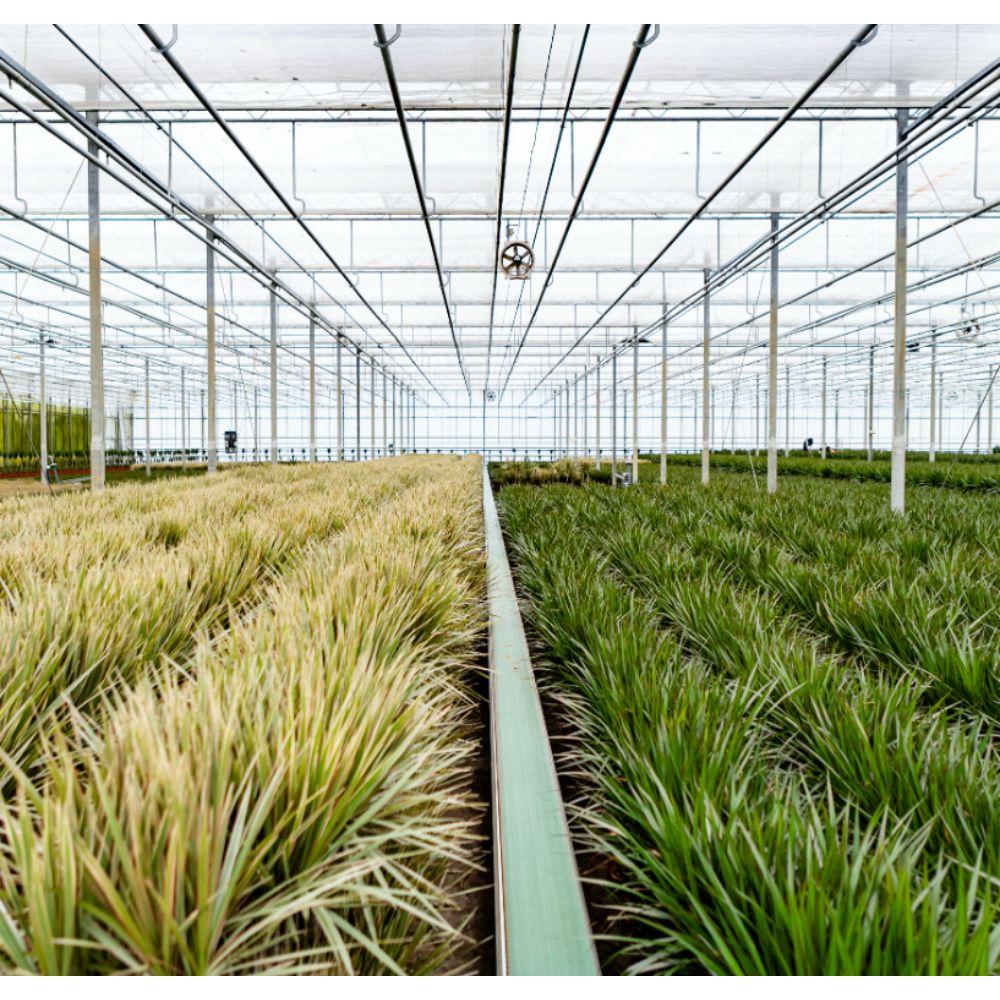 2x Dracaena Zimmerpflanzen – 90 cm, Ø 17 cm, pflegeleicht