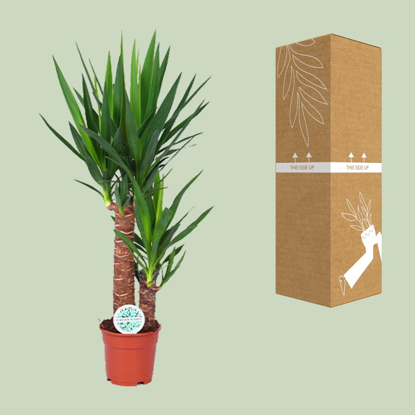 Yucca – Pflegeleichte, luftreinigende Zimmerpflanze Ø17cm, 80cm hoch