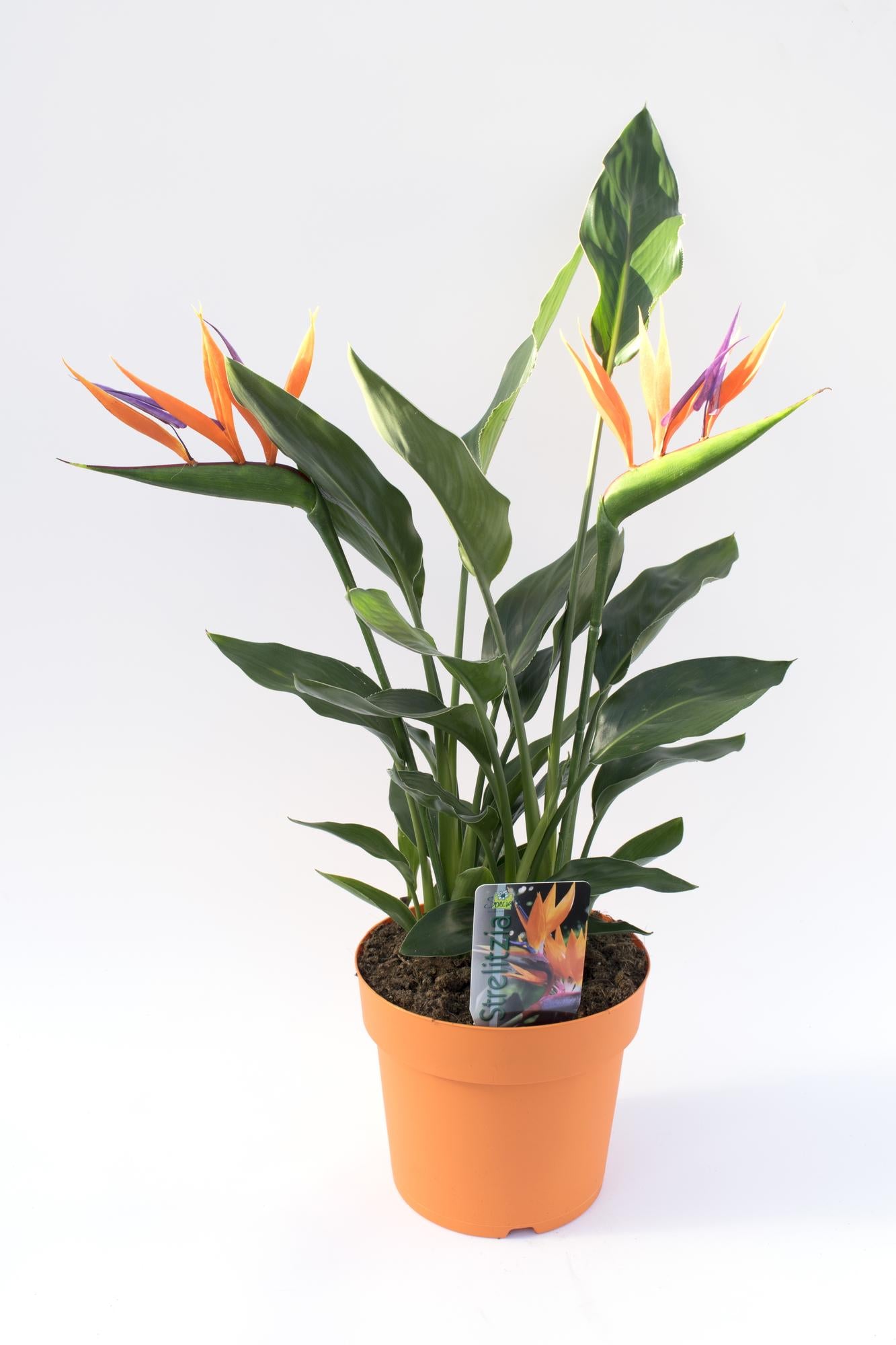 Strelitzia Zimmerpflanze mit Kunstblüte Ø17cm, Höhe 40cm