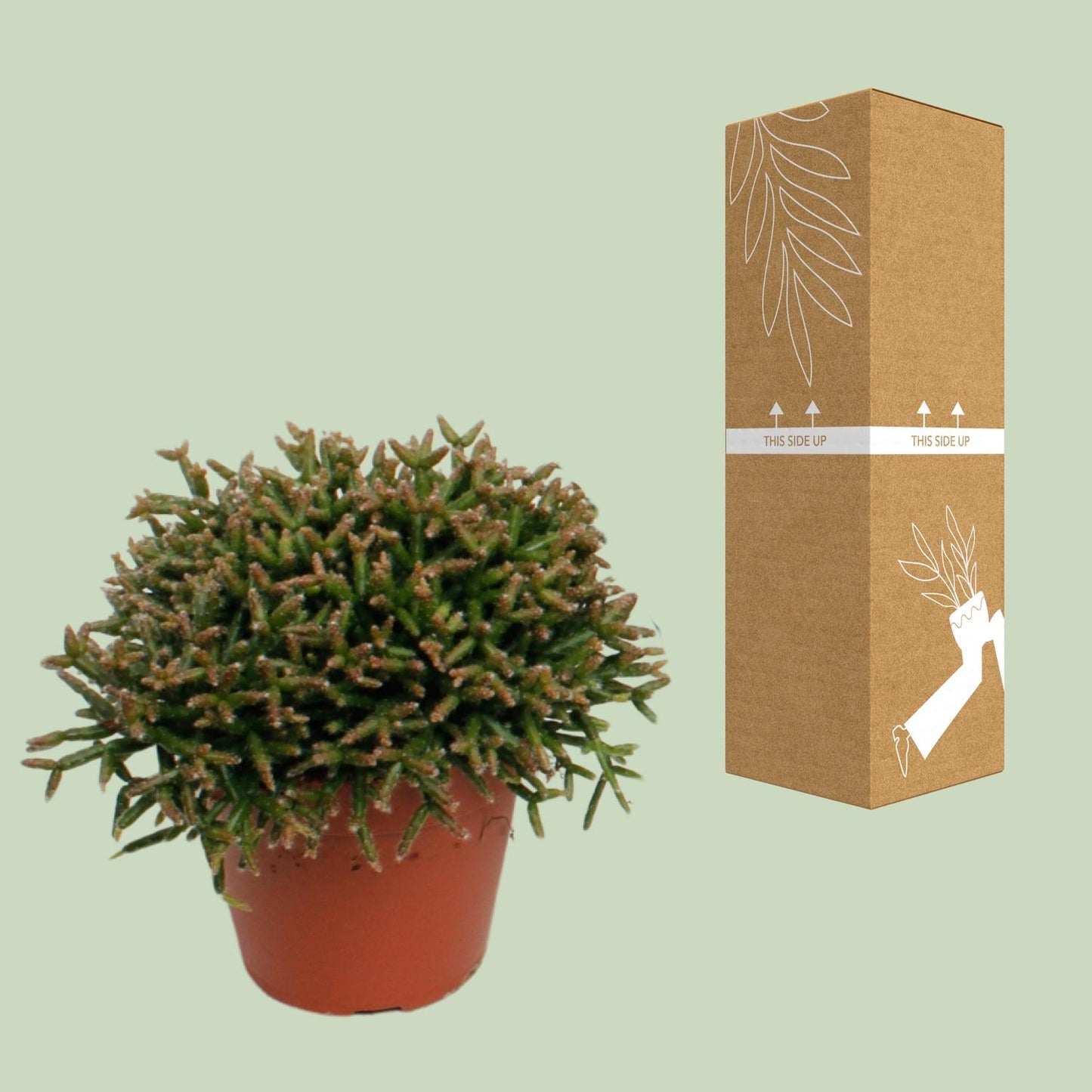 Rhipsalis Burchellii – pflegeleichte Sukkulente Ø12cm