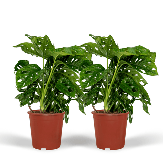 2x Monstera Monkey Leaf – Trendige Lochpflanze Ø12cm