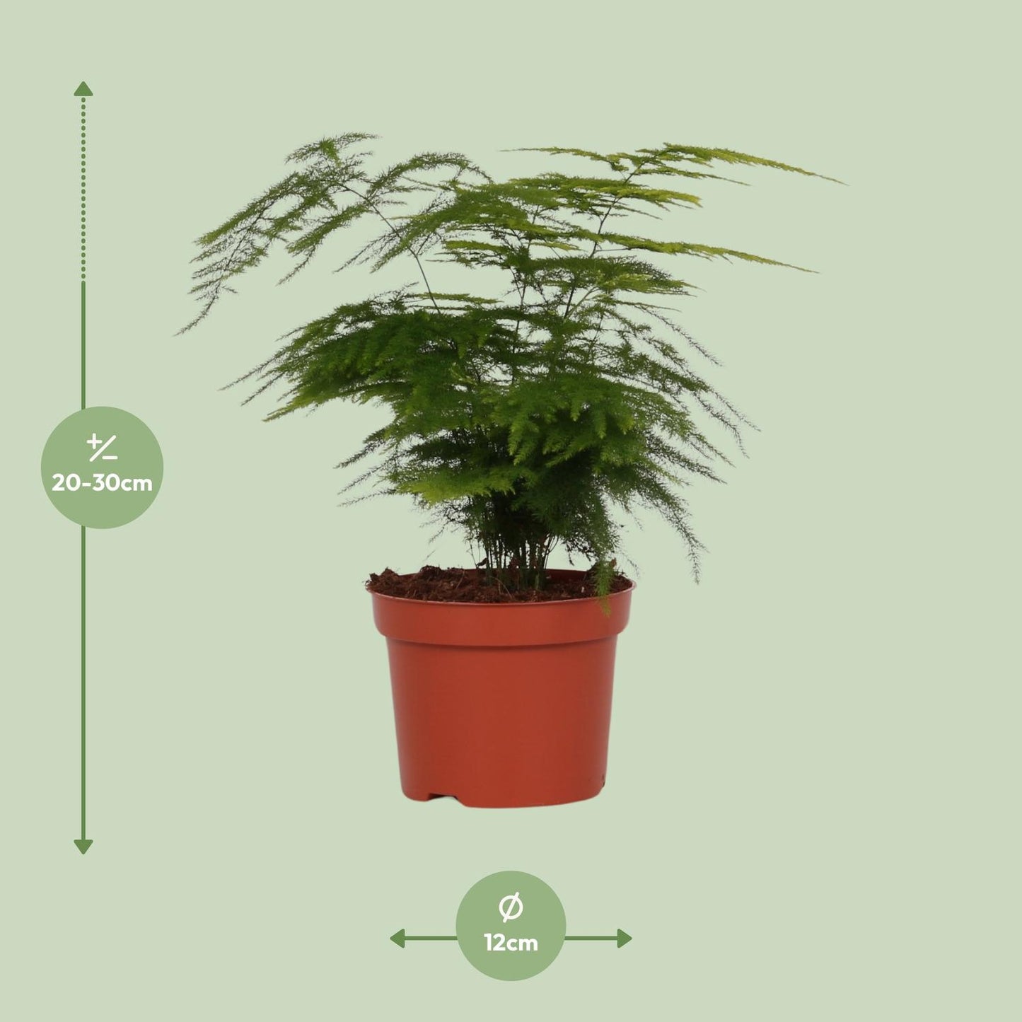 Asparagus Setaceus 'Plumosus' – Zarte pflegeleichte Zimmerpflanze Ø12cm