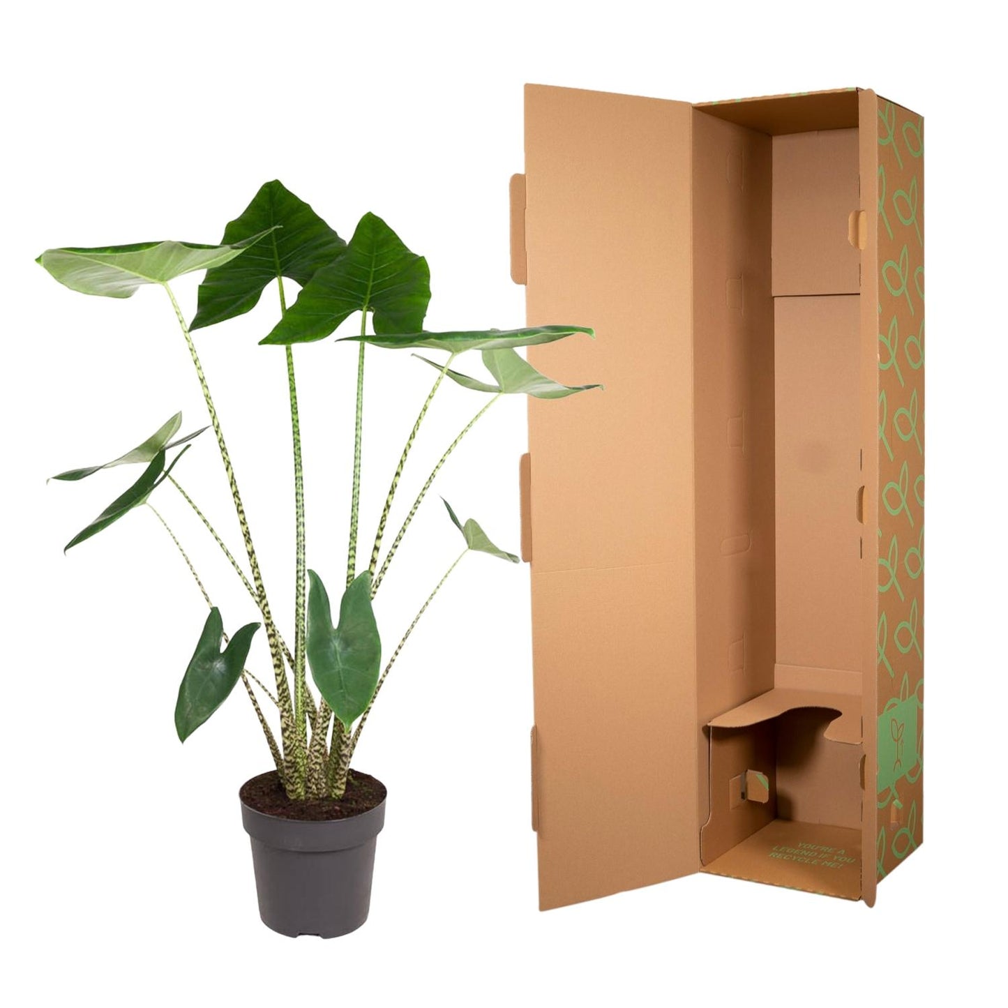 Alocasia Zebrina – Trendige, pflegeleichte Zimmerpflanze 130 cm