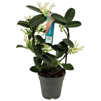 Duftranke (Stephanotis) – Duftende, pflegeleichte Kletterpflanze 40 cm