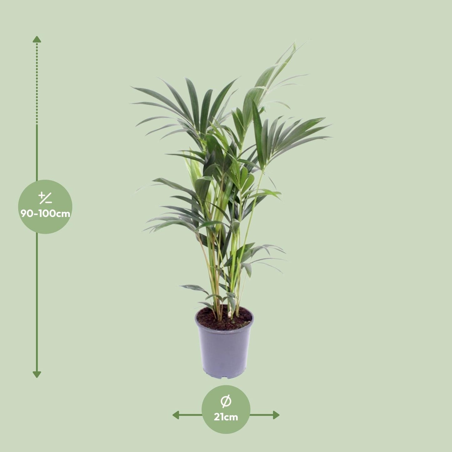 Howea Forsteriana (Kentia-Palme) Ø21cm, ca. 100cm hoch
