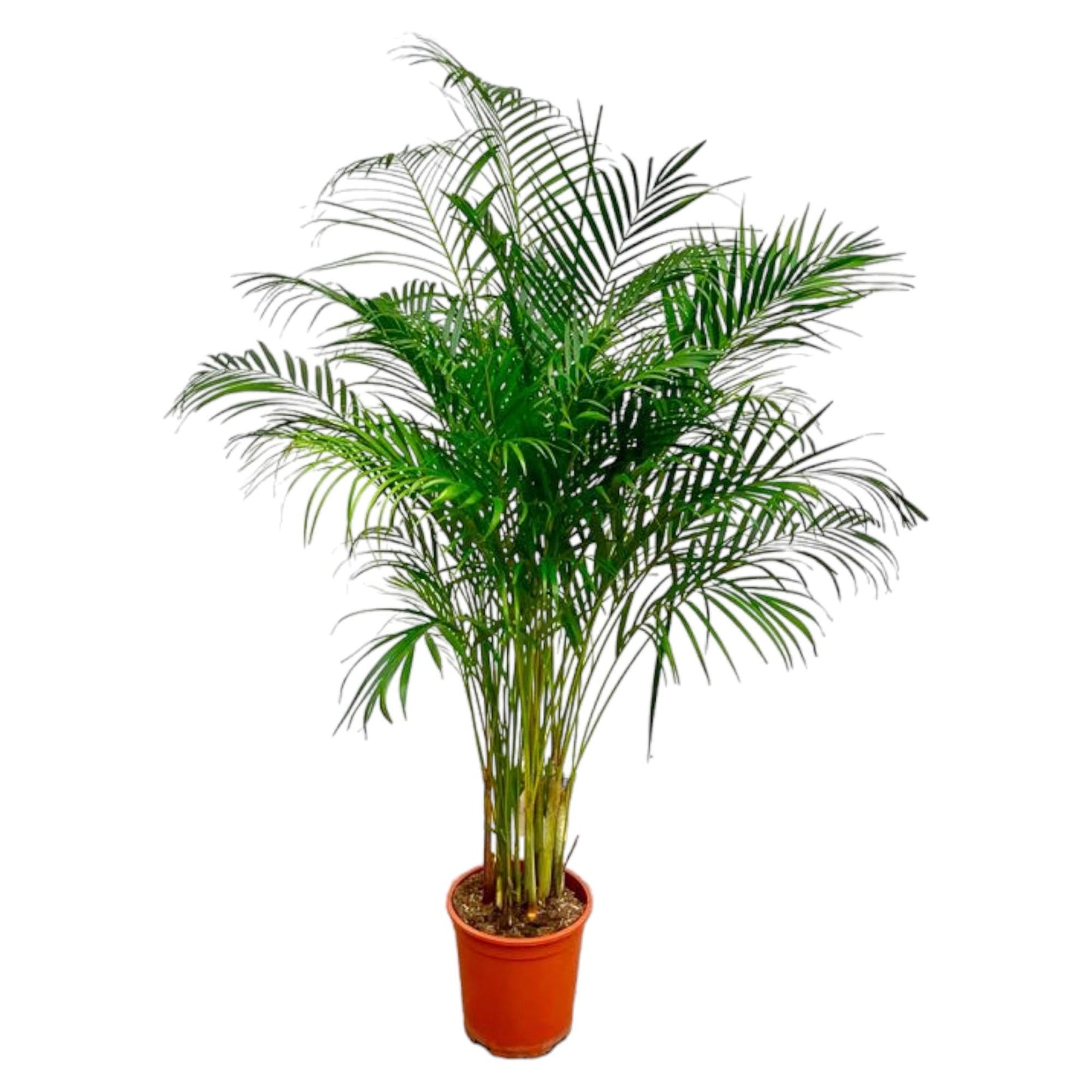 Dypsis Lutescens – Areca-Palme, 180 cm, ø27 cm
