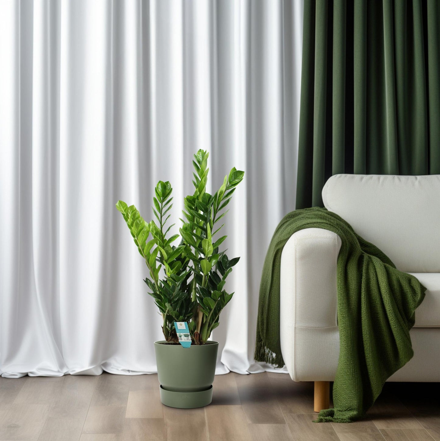 Zamioculcas – Pflegeleichte luftreinigende Zimmerpflanze Ø21cm