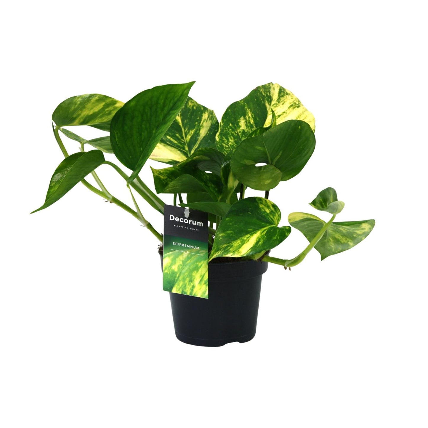 Scindapsus Aureum Ø12cm – Pflegeleichte Zimmerpflanze