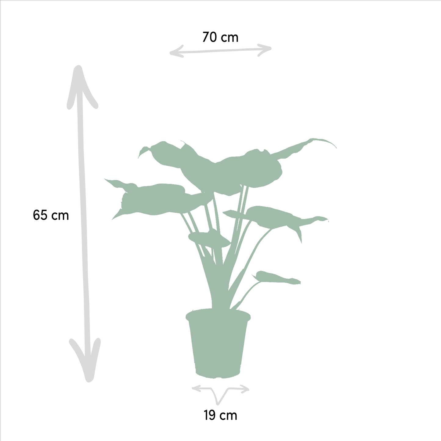 Alokasie Duo: Exotische Zimmerpflanzen 60-75 cm