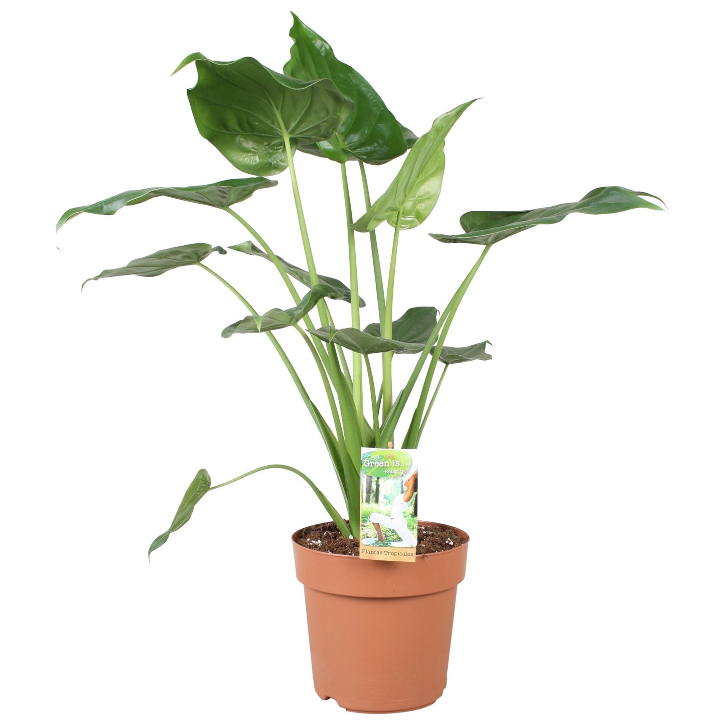 Alocasia Cucullata – Pflegeleichte Trendpflanze Ø21cm