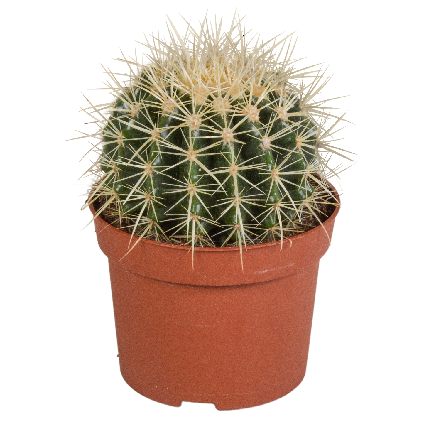 Echinocactus grusonii – Pflegeleichter Kugelkaktus 12 cm