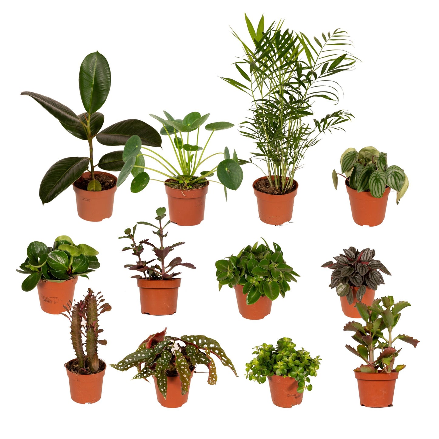 Außenseiterbox – 12 einzigartige pflegeleichte Pflanzen Ø12cm