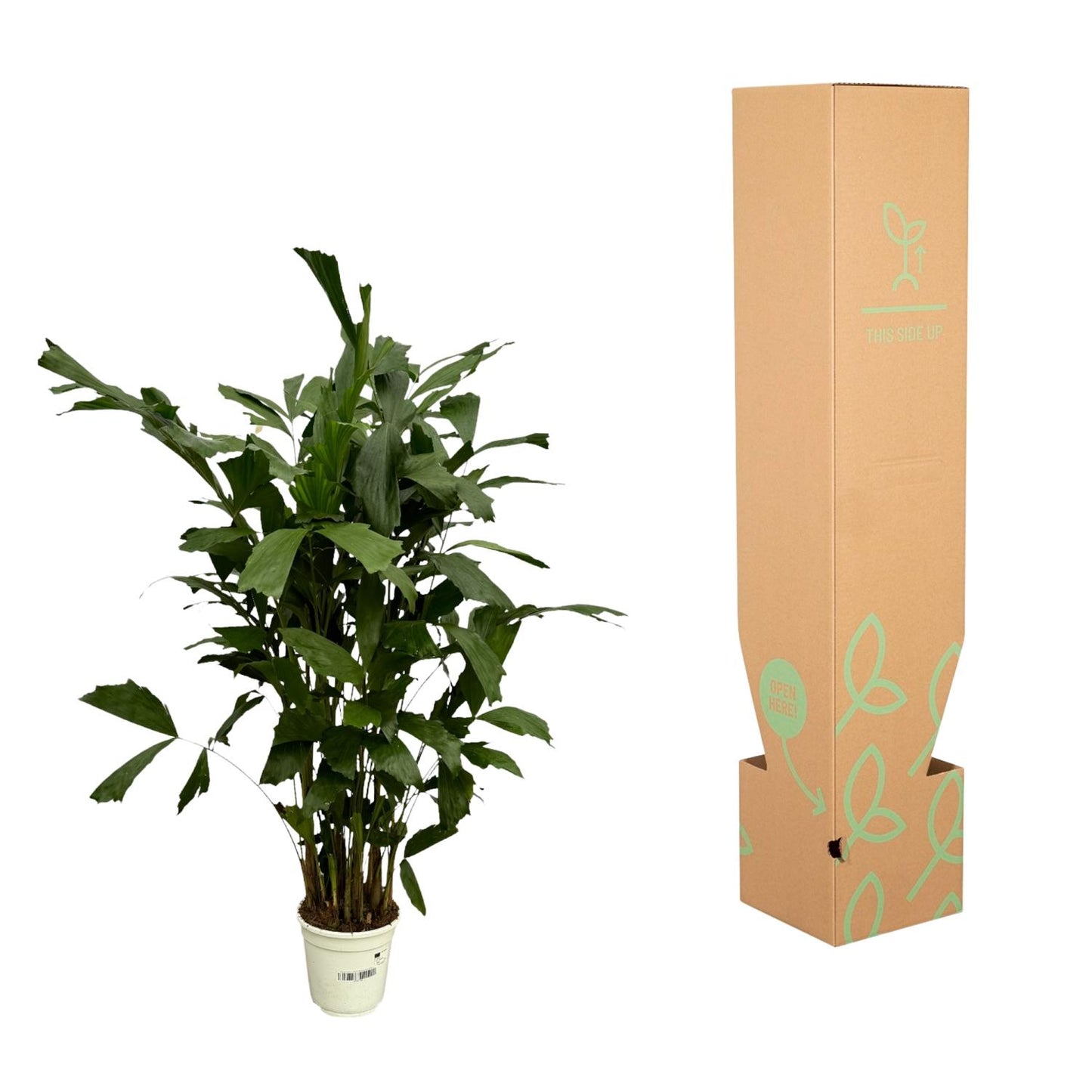 Caryota Mitis – Pflegeleichte Fischschwanzpalme 110 cm