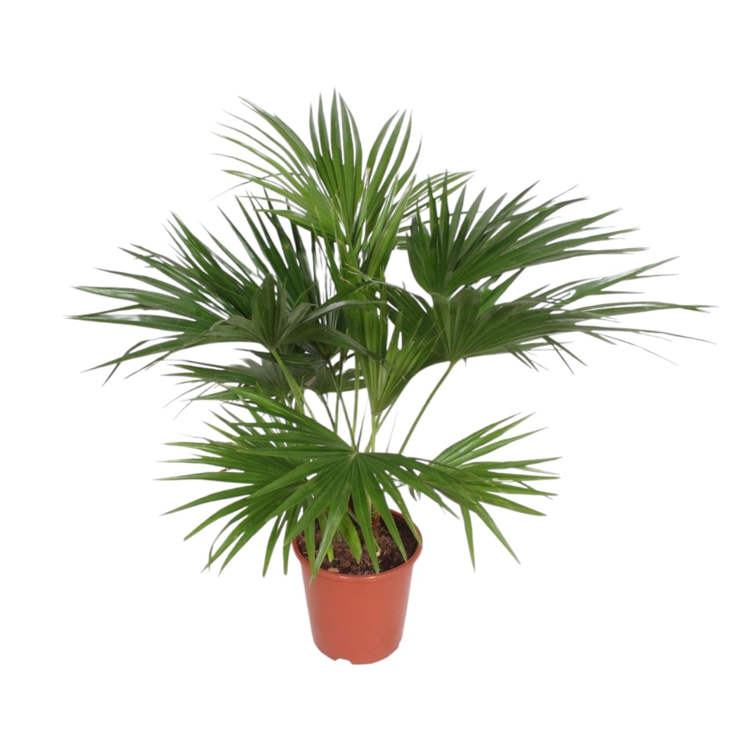 Livistona Chinensis – Tropische Zimmerpalme 170 cm