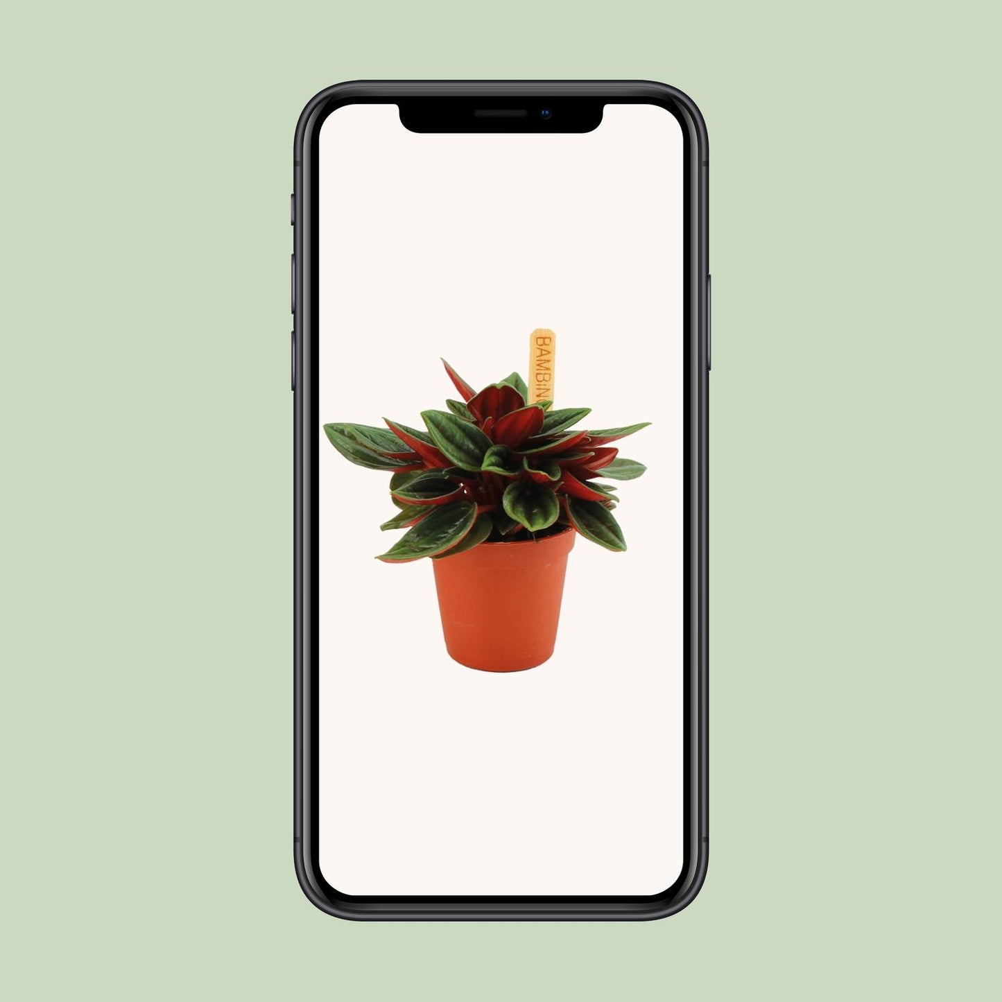 Peperomia Caperata Rosso – kompakte pflegeleichte Zimmerpflanze Ø6cm